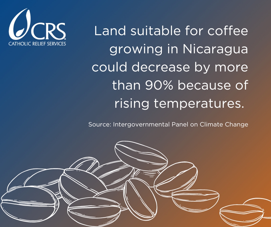 Land suitable for coffee growing in Nicaragua could decrease by more than 90% because of rising temperatures | graphic image by CRS