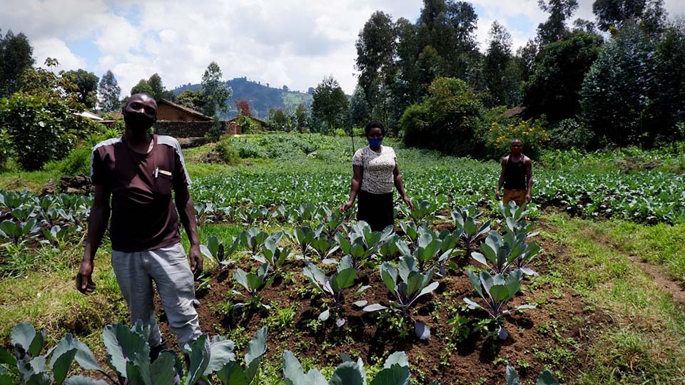 farmers tend a field in Rwanda