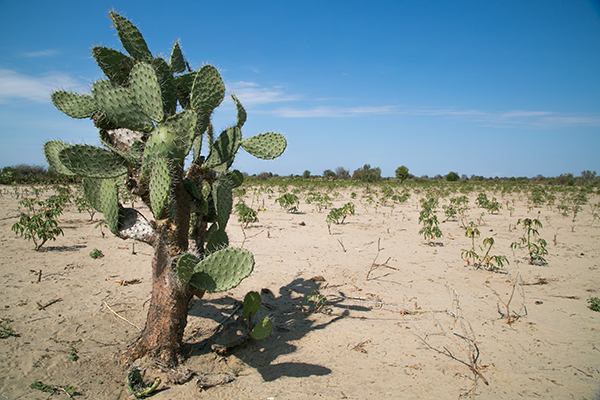 madagascar cactus in parched cassava field