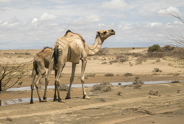 Camels suffer during prolonged Kenya drought