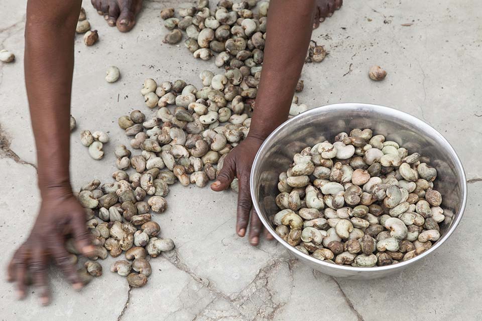 cashew sorting in Benin