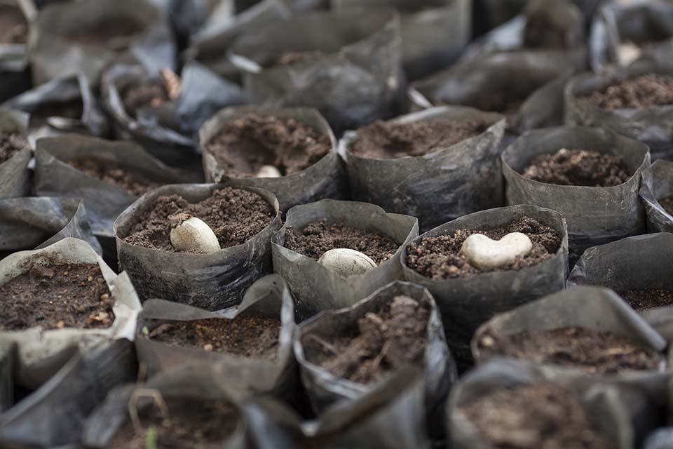 cashew tree seeds in Benin