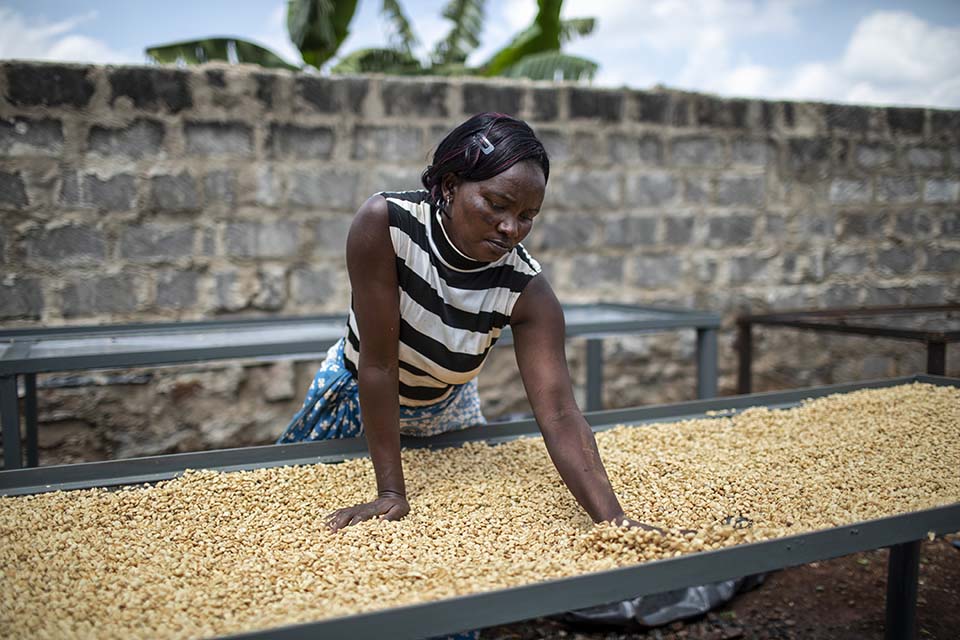 drying coffee beans in Kenya