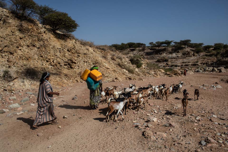 tending goats in Ethiopia