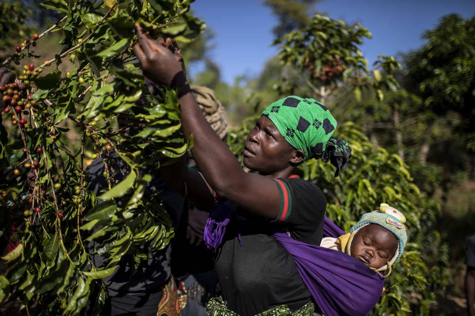 harvesting coffee in Tanzania