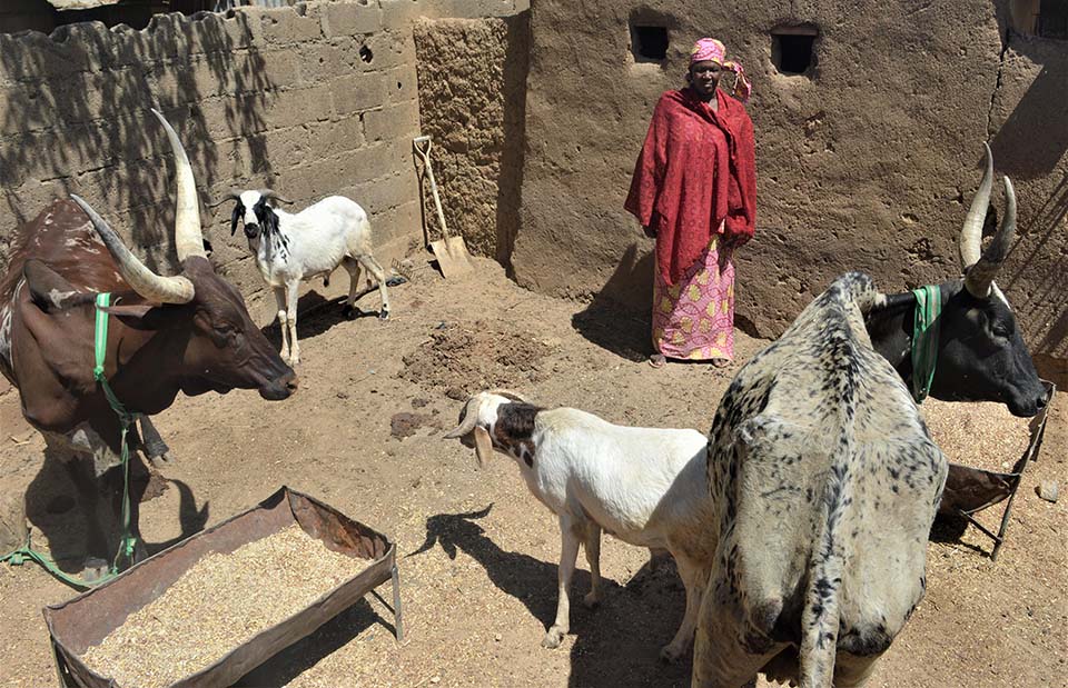 Nigerian woman and savings group member standing near her farm animals 
