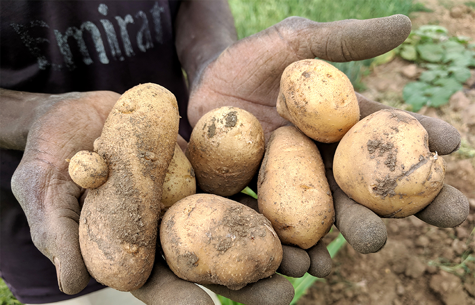Sudan potato crop