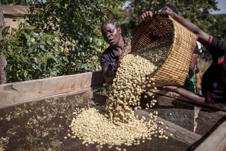 Tanzania coffee grower