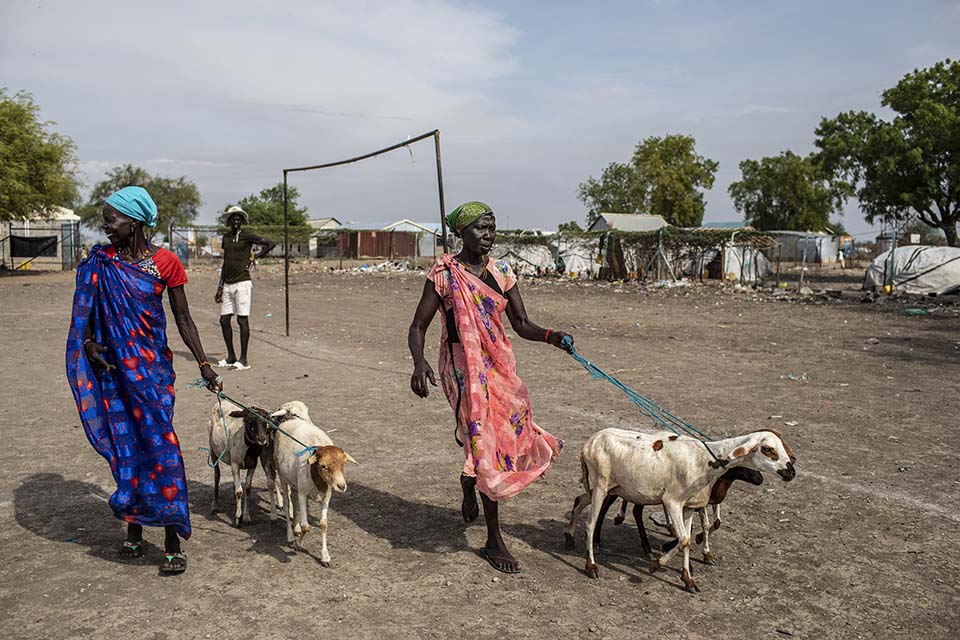 two South Sudanese women walk home with new goats