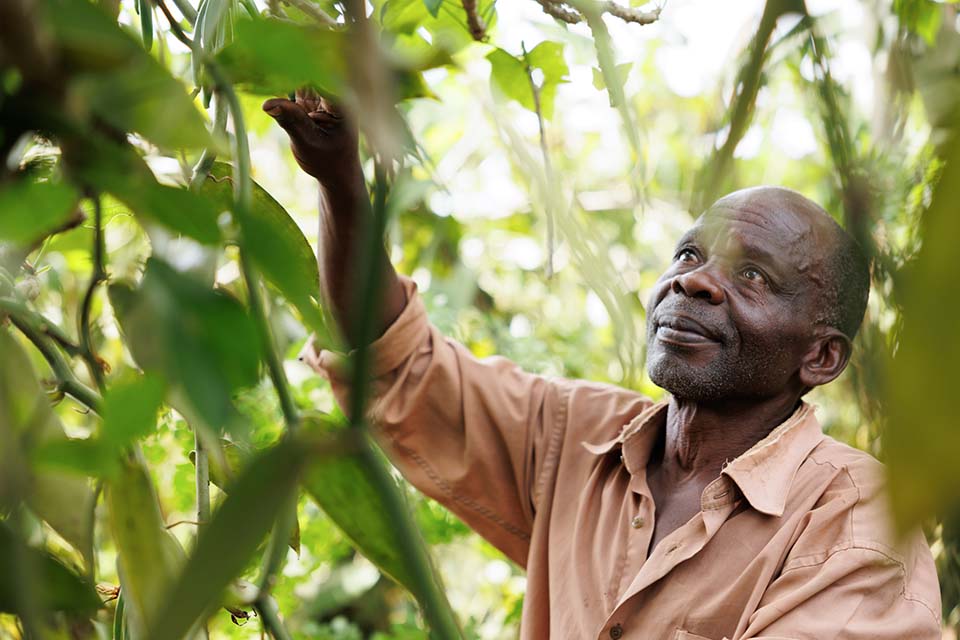 Uganda vanilla farmer