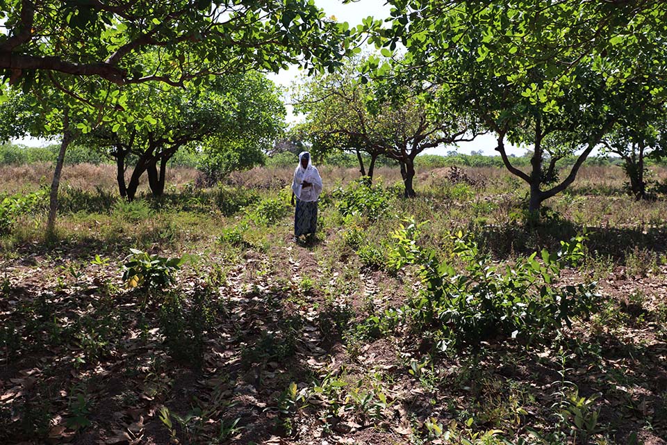 woman walking in cashew farm in Benin