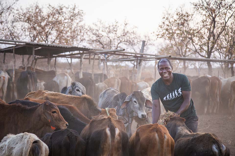 tending cattle in Zimbabwe