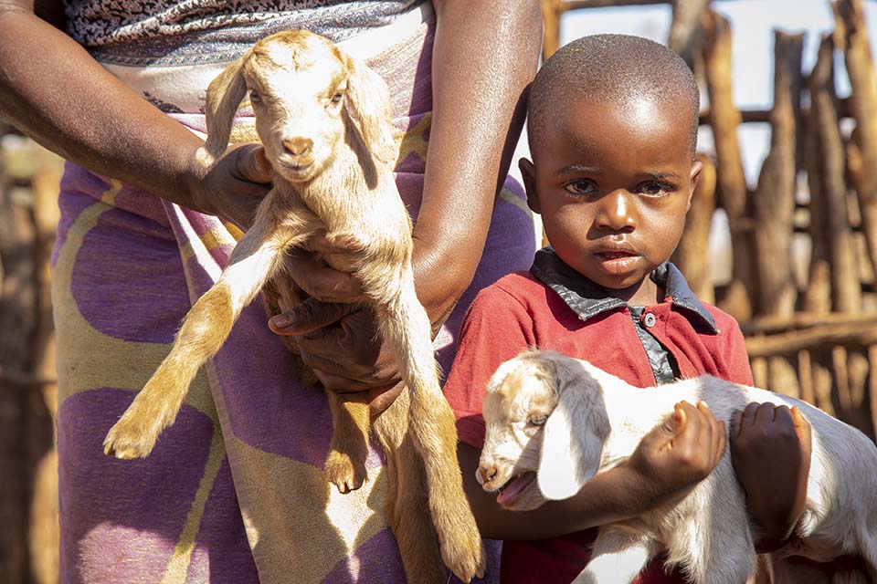 Zimbabwe child holds a goat