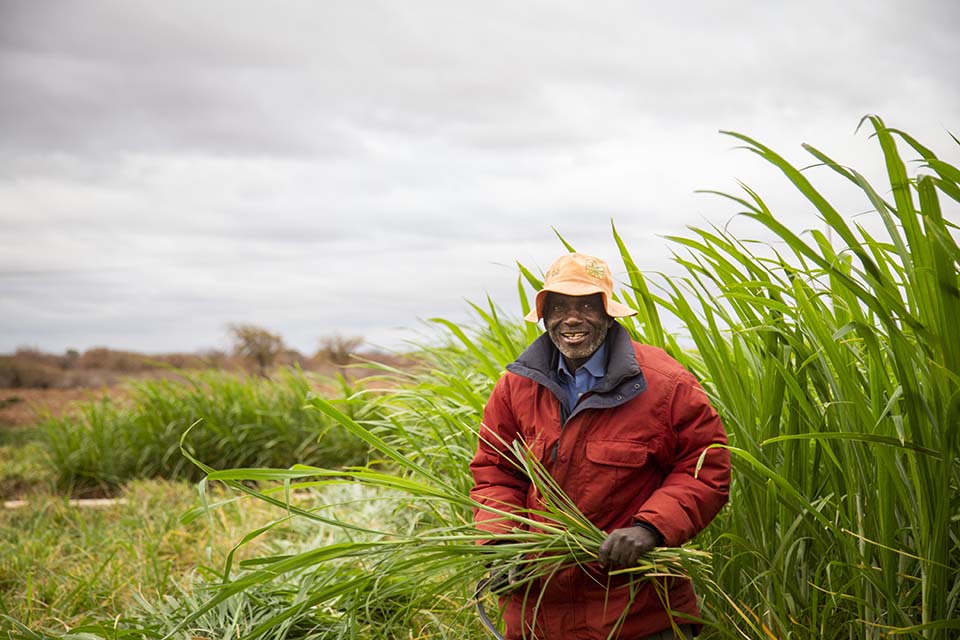 Zimbabwe fodder harvest