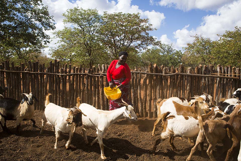 Zimbabwe goat herd