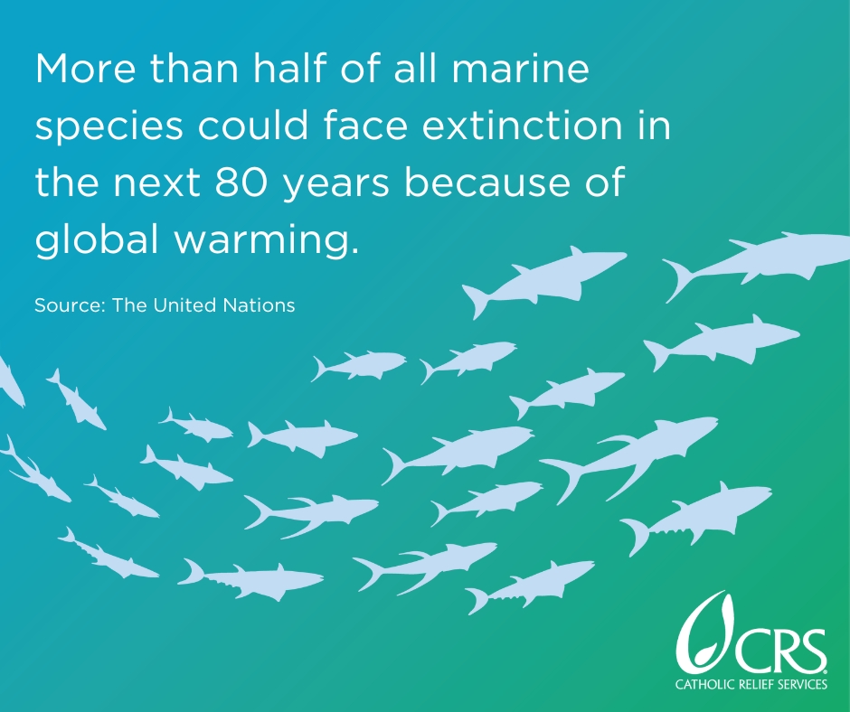 More than half of all marine species could face extinction in the next 80 years because of global warming | graphic image by CRS