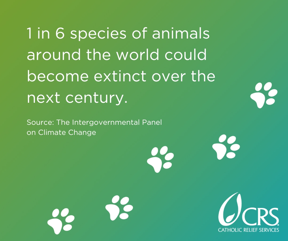 1 in 6 species of animals around the world could become extinct over the next century | graphic image by CRS