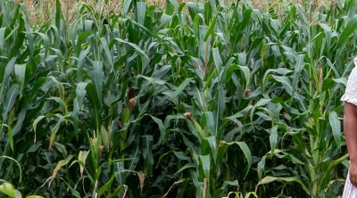 Tanzania farmer standing in corn field facing camera, smiling 