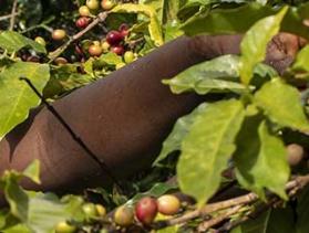 Kenya coffee harvest