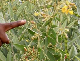 pigeon pea crop in Zambia